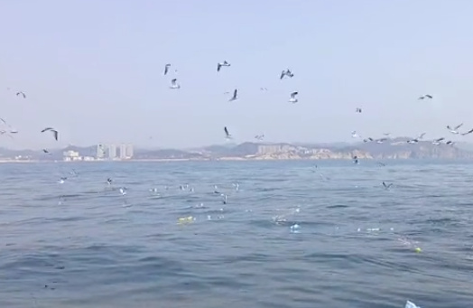 父母海葬对孩子的影响-1