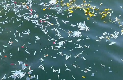 天津海撒流程-1