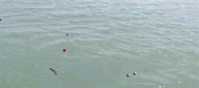 怎么参加海葬活动视频-2