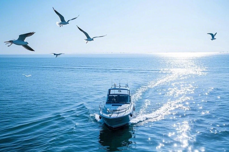 天津海域 游艇与海鸥 天津海域 游艇与海鸥