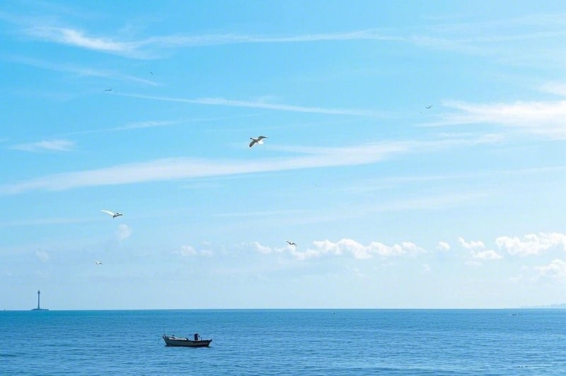 天津海域 船与海鸥 (1)
